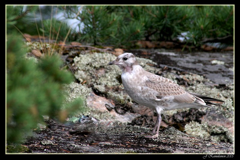 photo "Young gull" tags: nature, wild animals