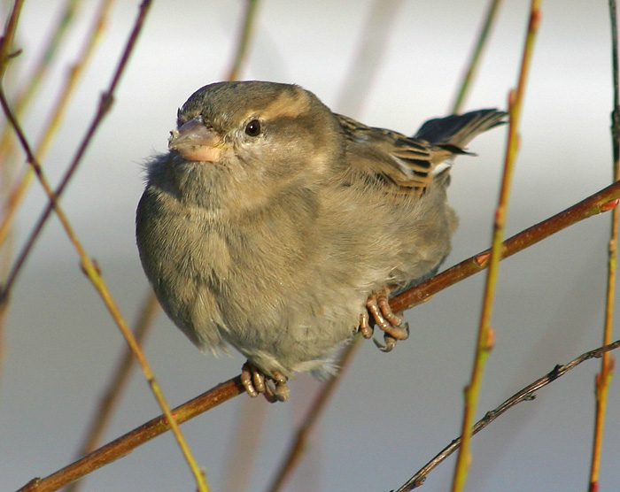 photo "What did you say??" tags: nature, wild animals