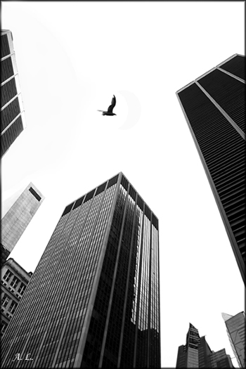 photo "in a cage" tags: black&white, architecture, landscape, 