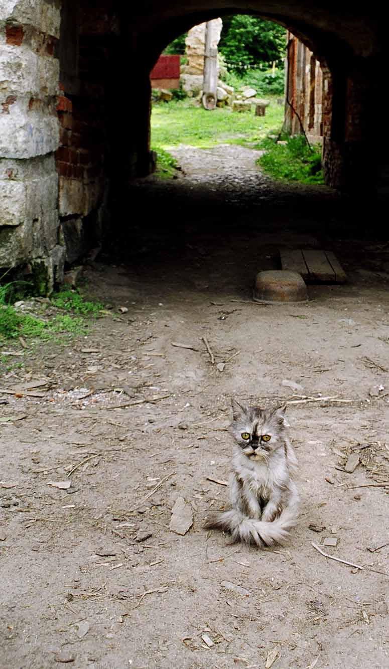 photo "Communicating courtyard" tags: nature, pets/farm animals