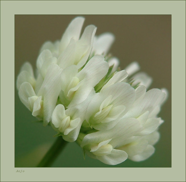 photo "to whisper" tags: nature, macro and close-up, flowers