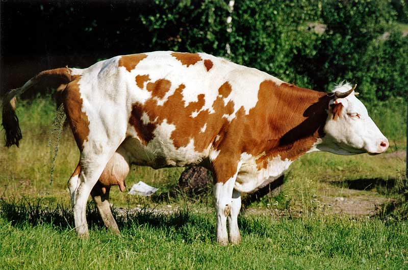 photo "The Cow in the Toilet" tags: nature, genre, pets/farm animals