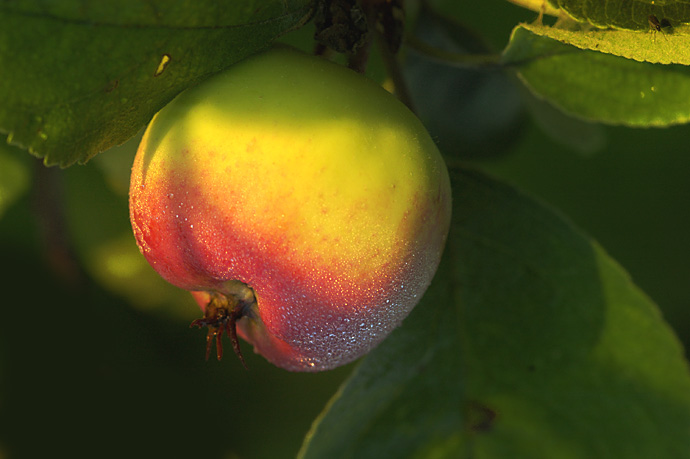 photo "Apple" tags: nature, macro and close-up, flowers