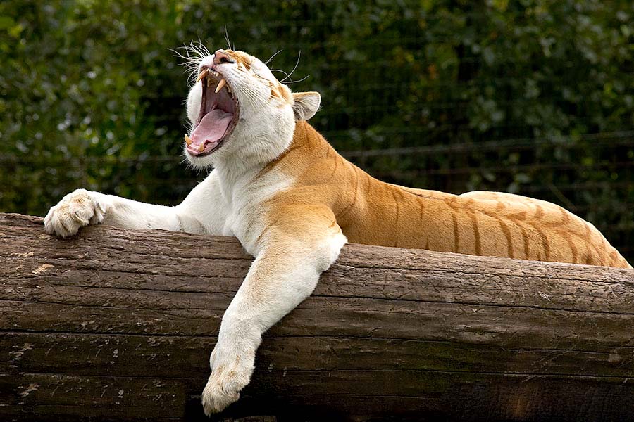 photo "Siesta" tags: nature, wild animals