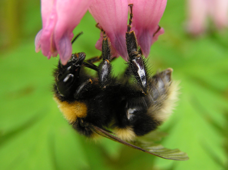 photo "Bumble Bee" tags: macro and close-up, 
