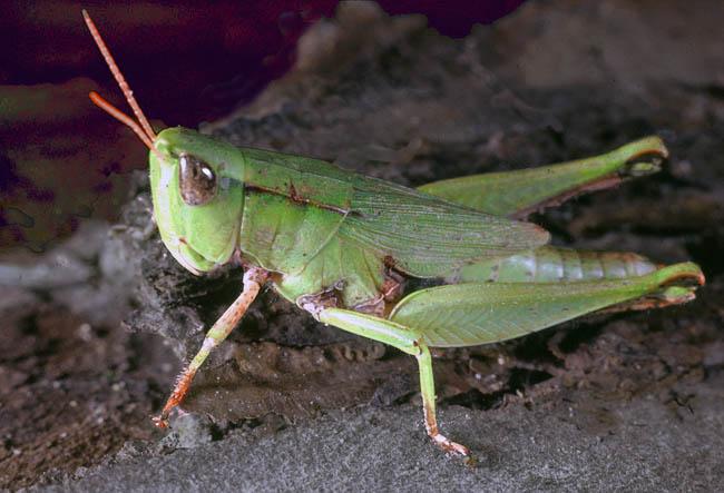 photo "Grasshopper" tags: nature, macro and close-up, insect