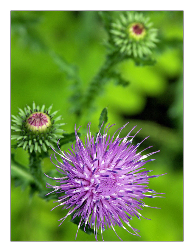 photo "***" tags: nature, flowers