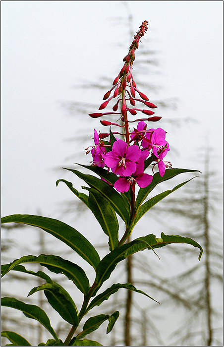 photo "Matching Curves" tags: nature, flowers