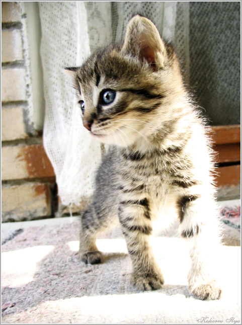 photo "Kitten" tags: nature, misc., pets/farm animals