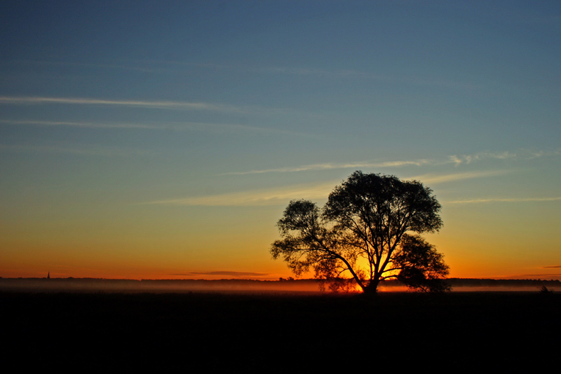 photo "tree" tags: landscape, sunset