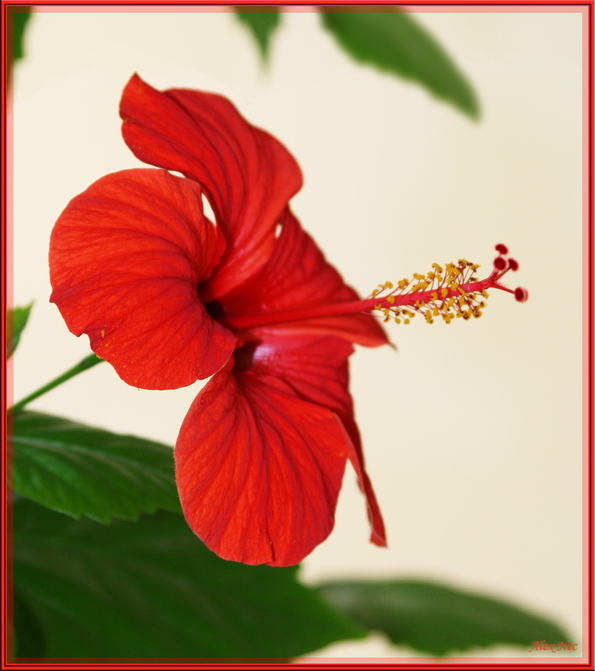 photo "Flower " The Parabolic Aerial ";-)" tags: nature, macro and close-up, flowers