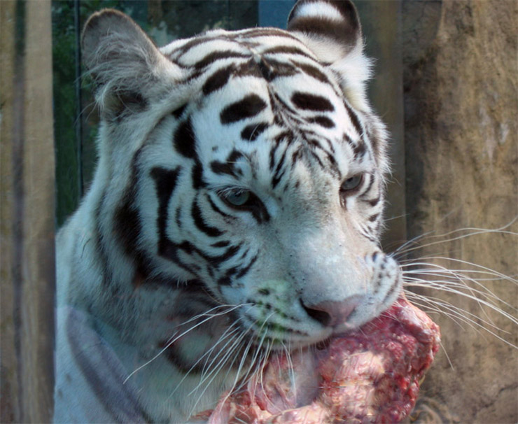 фото "белый тигр" метки: природа, разное, дикие животные