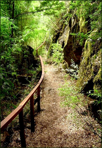 photo "through the green..." tags: landscape, travel, South America, forest