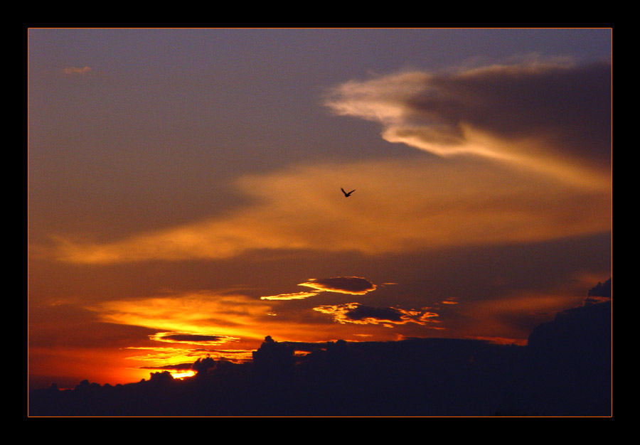 photo "The Night flight..." tags: landscape, nature, sunset, wild animals