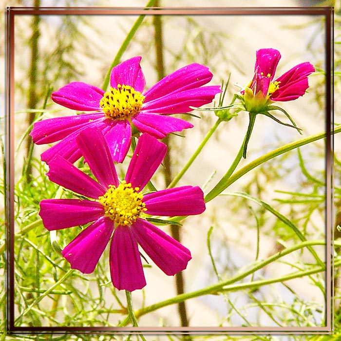 фото "street-flower" метки: природа, цветы