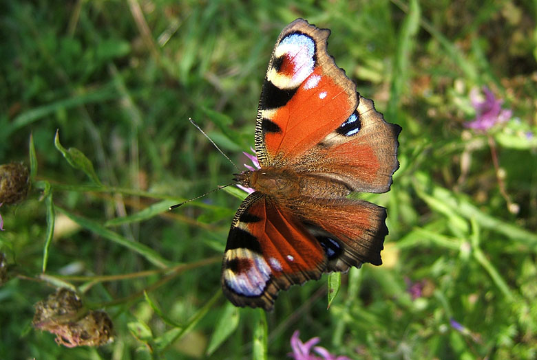 photo "Untitled photo" tags: macro and close-up, nature, insect