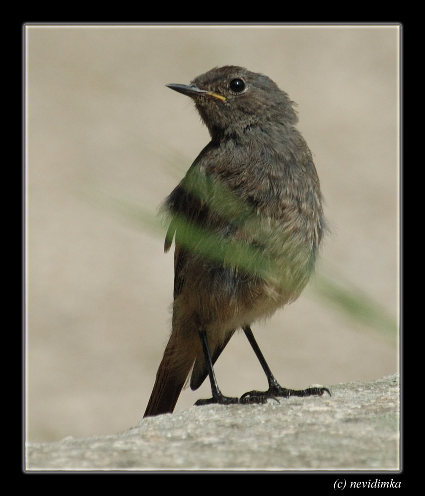 photo "birdy :)" tags: nature, wild animals