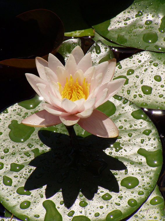 photo "Water lily" tags: nature, landscape, flowers, water