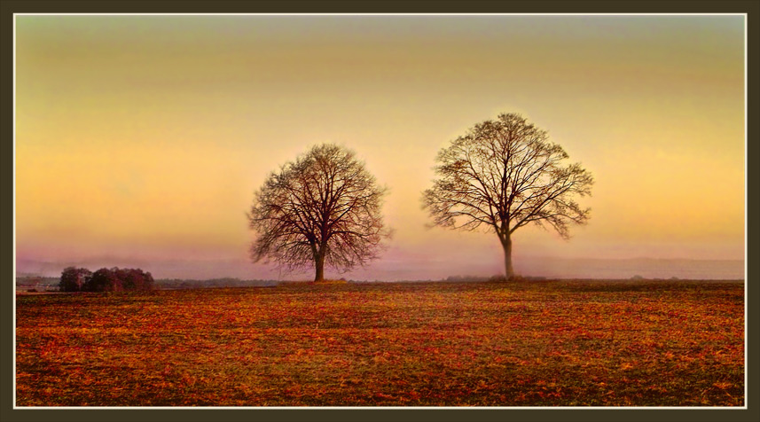 photo "two-trees" tags: , 