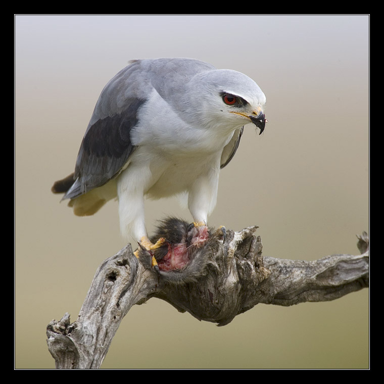 photo "Black-shouldered Kite - Elanus caeruleus" tags: nature, travel, Africa, wild animals