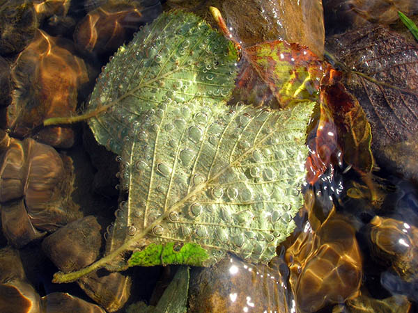 photo "[ River freshness ]" tags: macro and close-up, 