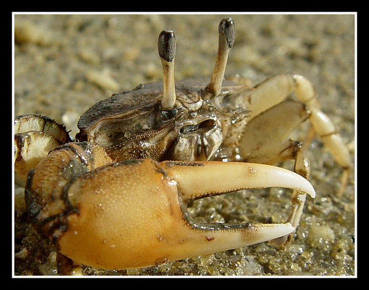 фото "A Little crab" метки: природа, макро и крупный план, дикие животные