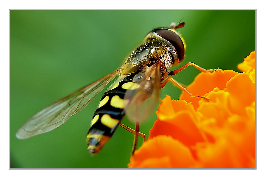 photo "Untitled photo" tags: nature, macro and close-up, insect