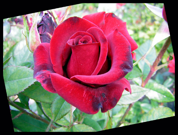 фото "rose" метки: макро и крупный план, природа, цветы