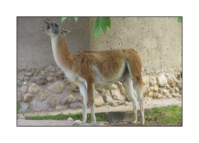 photo "Lama" tags: nature, wild animals