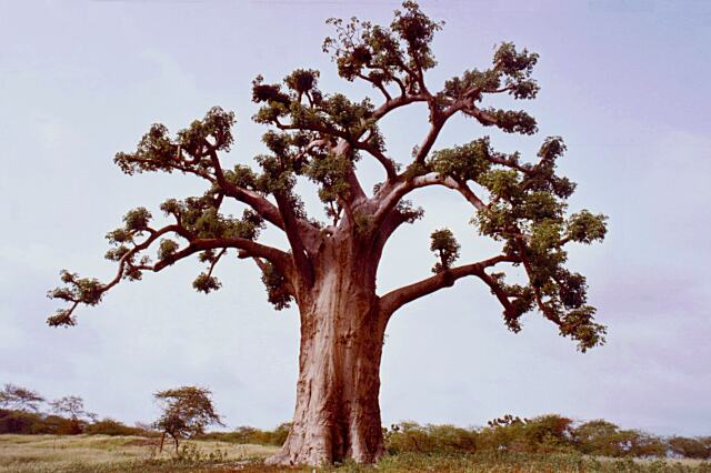 фото "Senegal landscape with baobab #2" метки: путешествия, пейзаж, Африка, лес