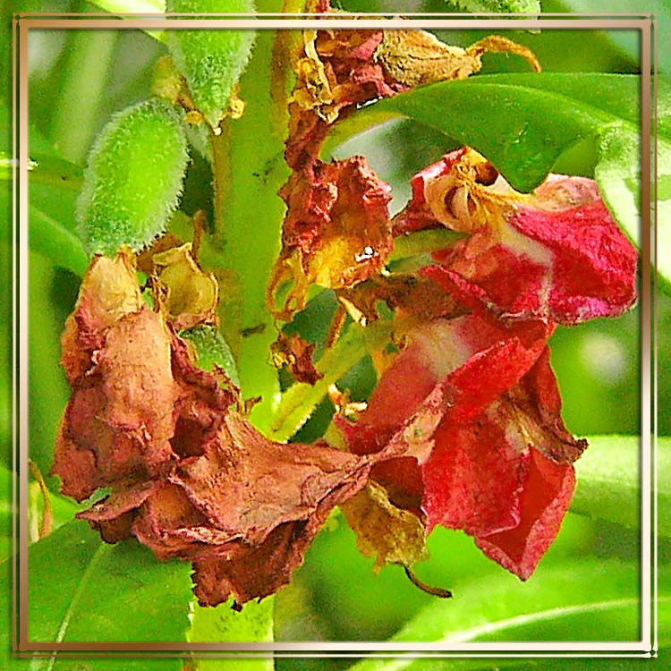 photo "broken-heart" tags: nature, macro and close-up, flowers