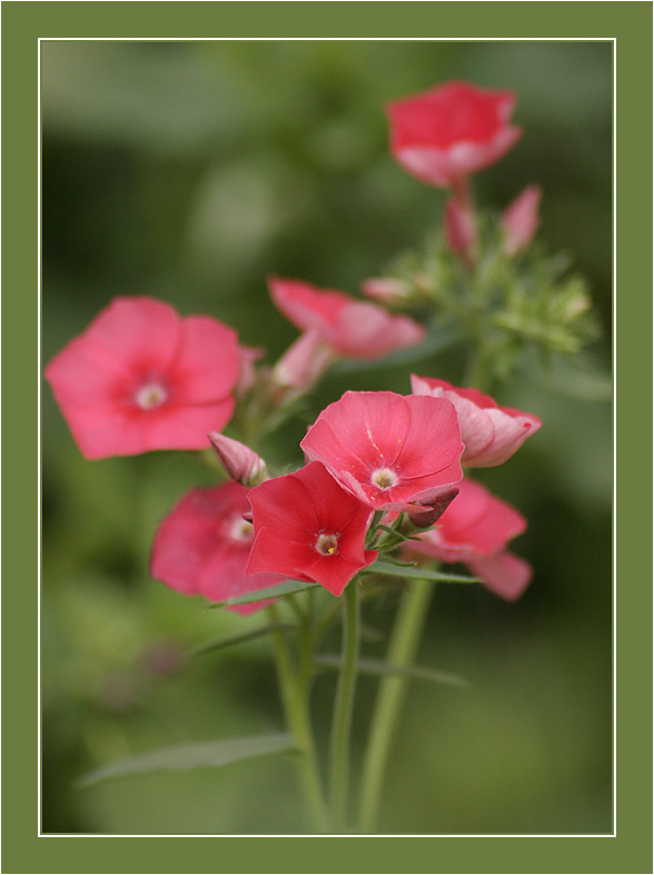 photo "MacroVision #4" tags: nature, flowers