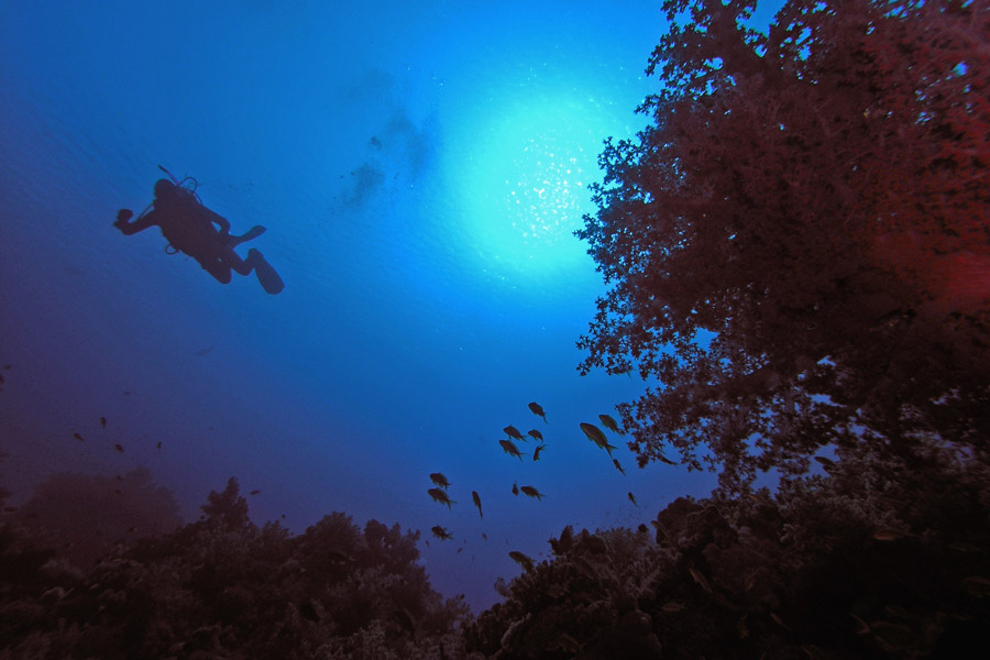 photo "In a dark blue chasm" tags: underwater, 
