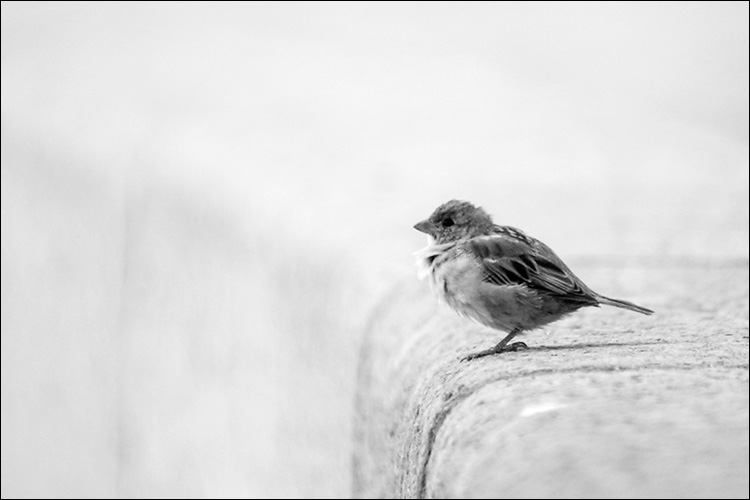 photo "Sparrow" tags: nature, black&white, wild animals