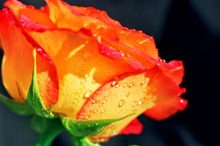 photo "tears" tags: nature, macro and close-up, flowers