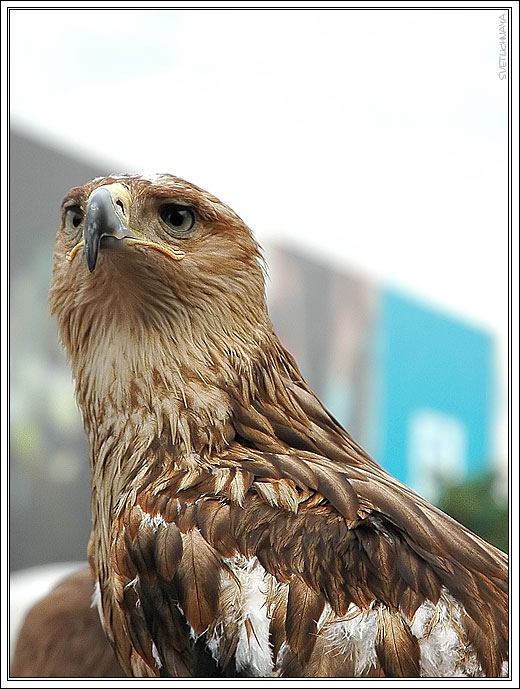 photo "Eagle eye" tags: nature, wild animals