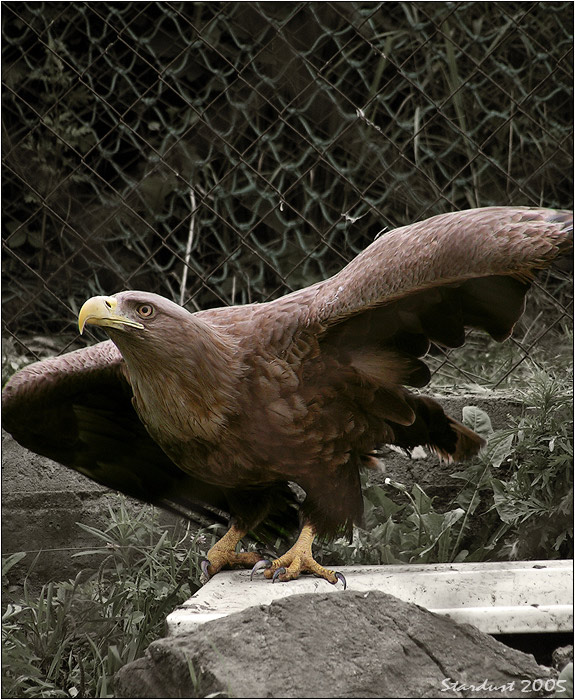 photo "A Prisoned Flight" tags: nature, wild animals