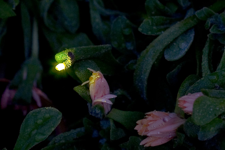 photo "(*)" tags: nature, macro and close-up, insect