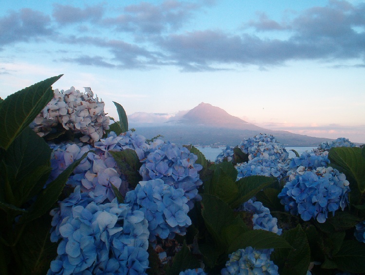 photo "Pico" tags: nature, landscape, flowers, mountains