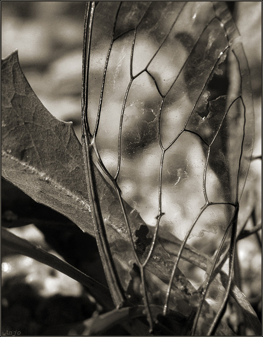 photo "requiem" tags: nature, black&white, 