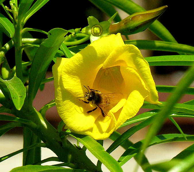 photo "Bee" tags: nature, insect