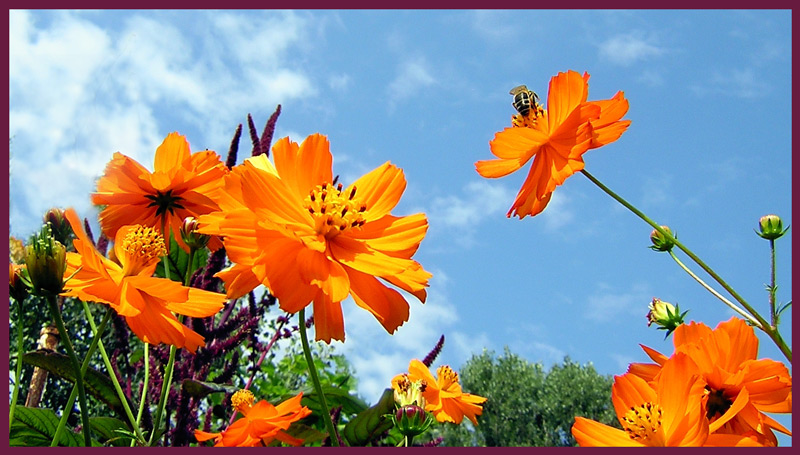 photo "Slice of summer." tags: nature, landscape, flowers, summer