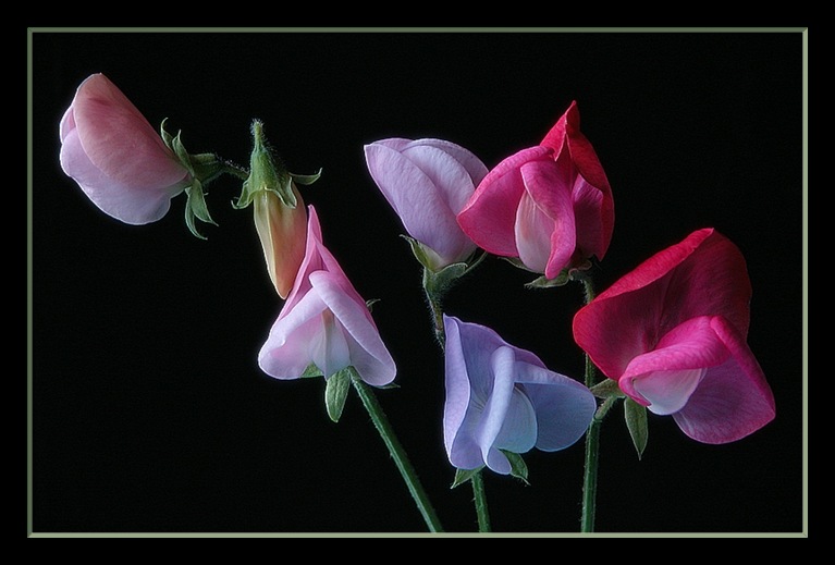 photo "cottage garden sweet pea" tags: nature, flowers