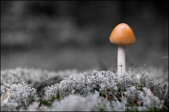 photo "Mushroom's individuality" tags: nature, genre, flowers