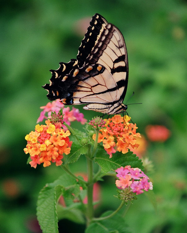 фото "Green Springs Butterfly 1" метки: природа, насекомое