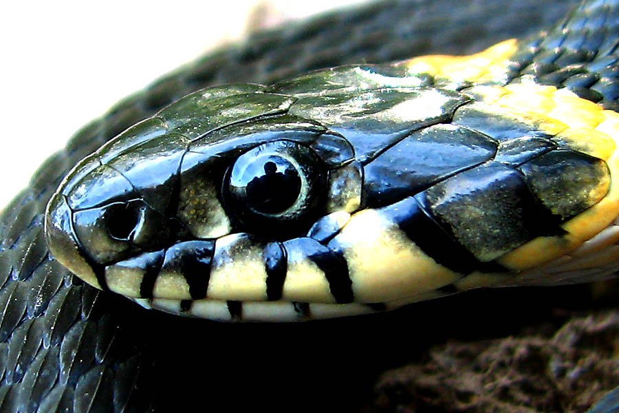 photo "In the grass-snake's eye" tags: macro and close-up, 