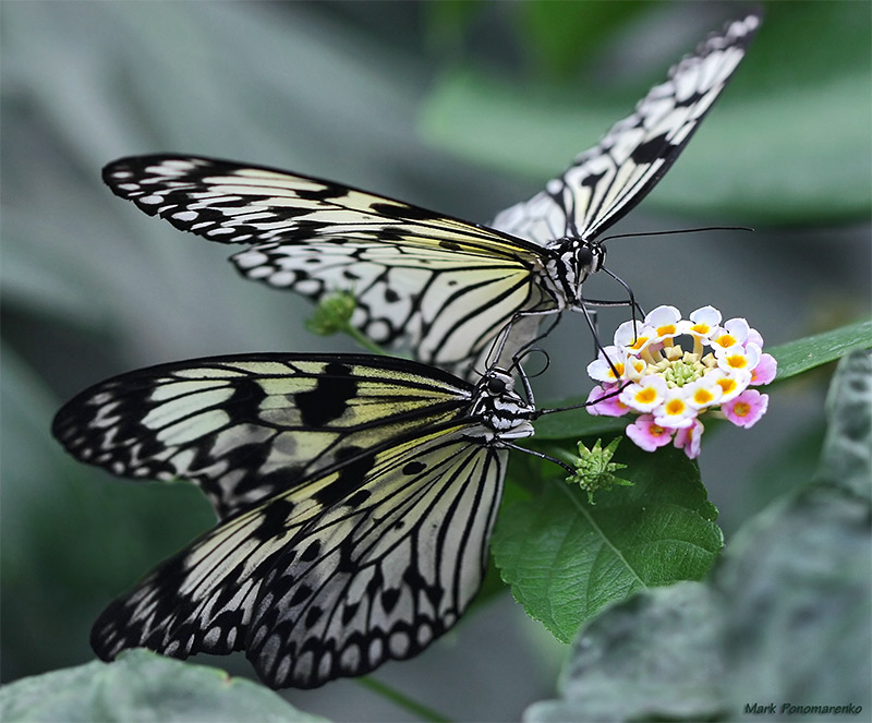 photo "....." tags: nature, insect