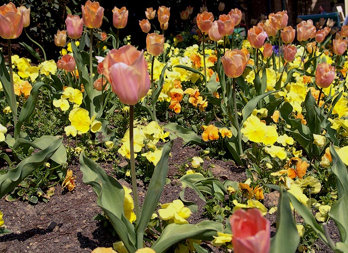 photo "garden colors" tags: nature, landscape, flowers, spring