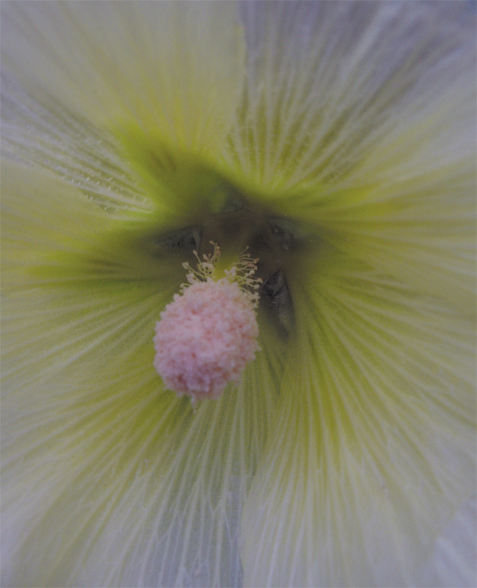 photo "Color of Mood" tags: nature, flowers