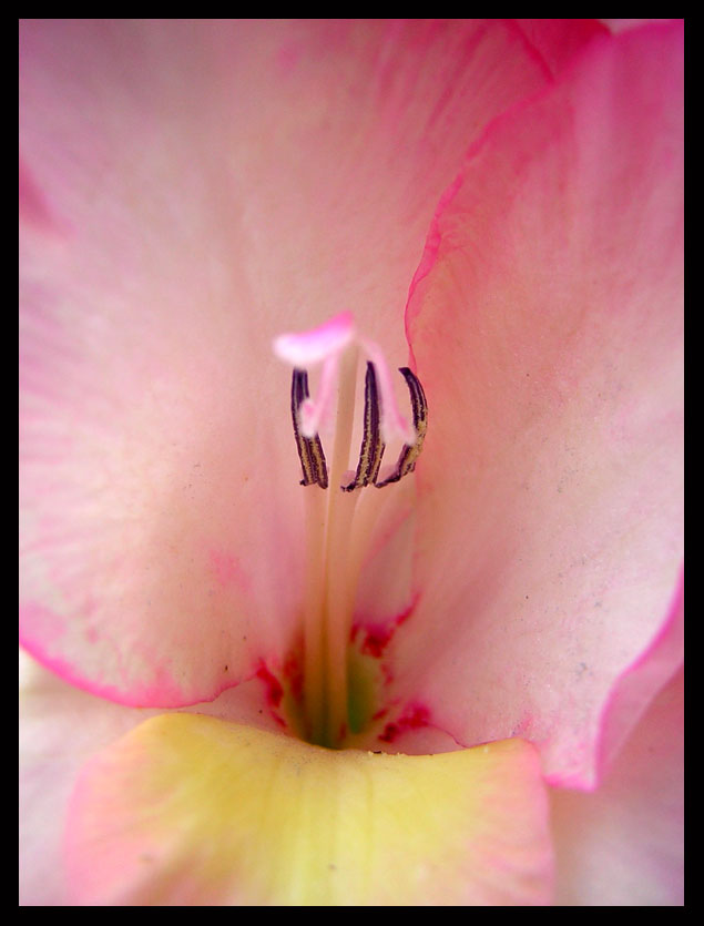 photo "just beauty" tags: macro and close-up, nature, flowers